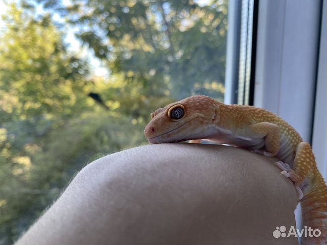 Зрелые частное 