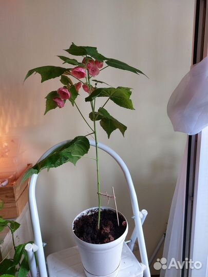 Клен комнатный абутилон