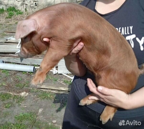 Поросята Дюрок и Пьетрен на племя чистокровные