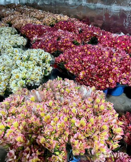 Цветы Альстромерии