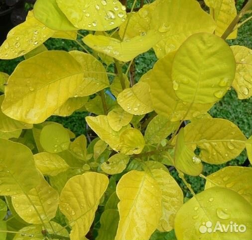 Декоративные кустарники (Скумпии, Падубы и другие)