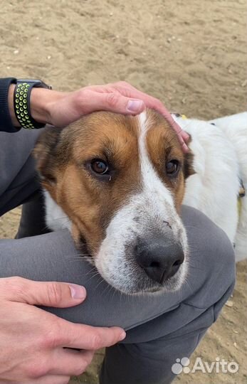 Милейшая собака Милка ждет своего человека