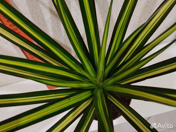 Драцена маргината Санрей