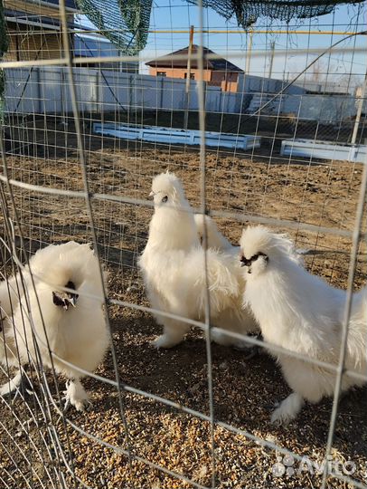 Петух китайский шелковый