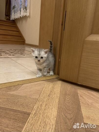 Шотландские котята