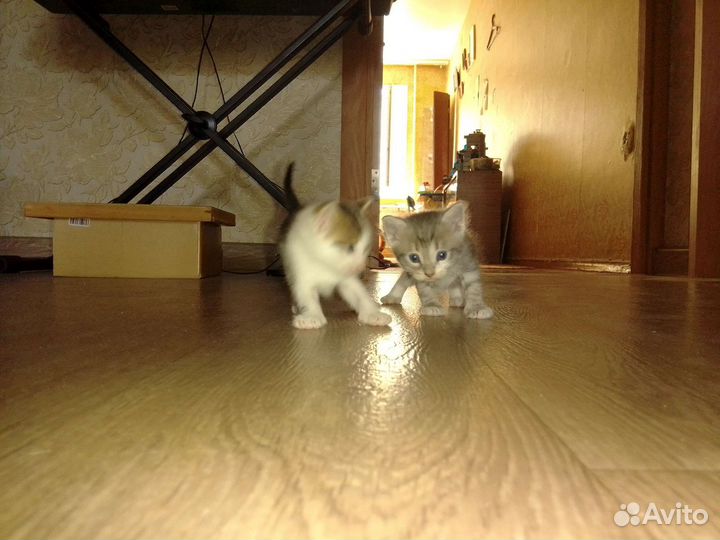 Вислоухие котята в дар