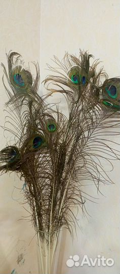 Перо павлина
