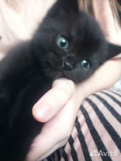 Отдам котят