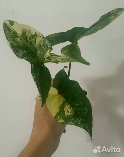 Сингониум Аурея