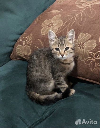 Кошка в добрые руки