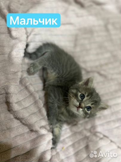 Котята в добрые руки приучены к лотку