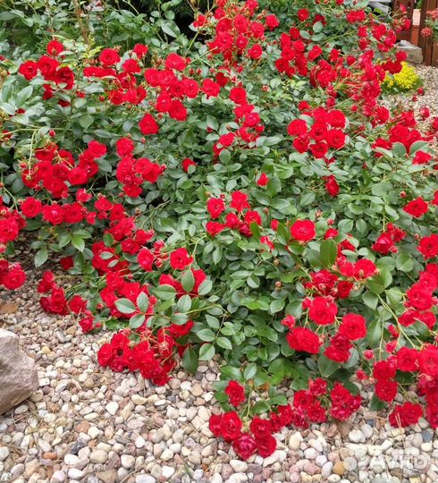 Роза Айсберг плетистая, Маритим Блэк Меджик