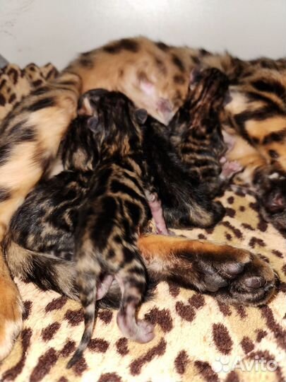 Бенгальские котята