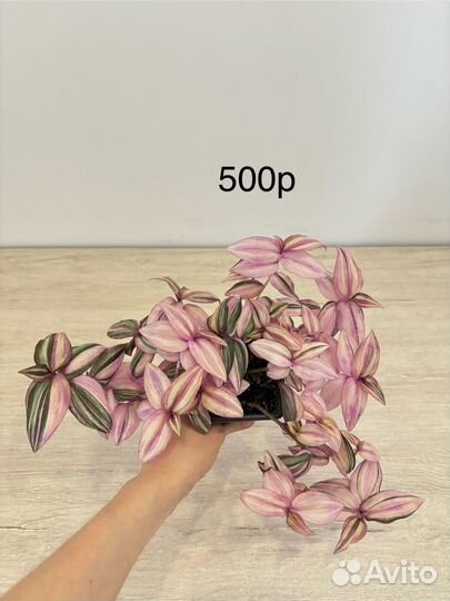 Комнатные растения