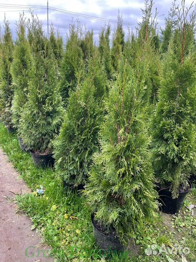 Туя Смарагд extra