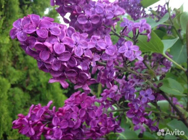 Сирень Памяти Людвига Шпета