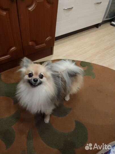 Мини шпиц вязка