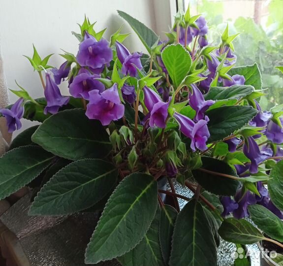 Тидея (глоксиния)