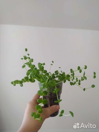 Крассула маргиналис окаймленная