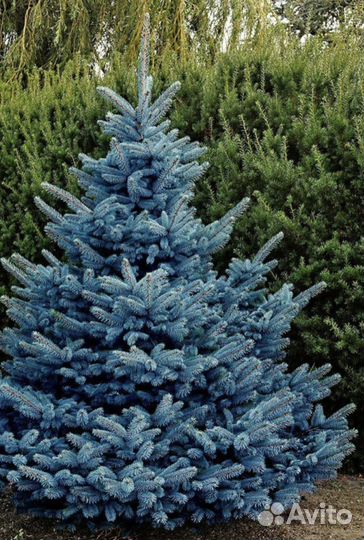 Ель голубая семена свежие маджестик блю