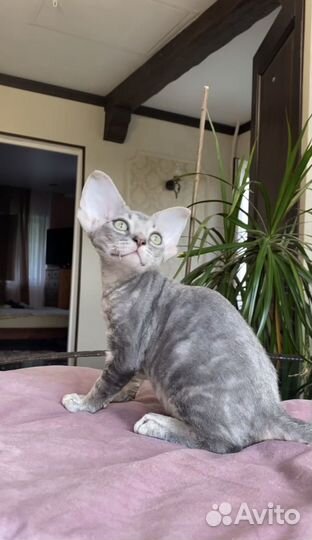 Девон-рекс мальчик