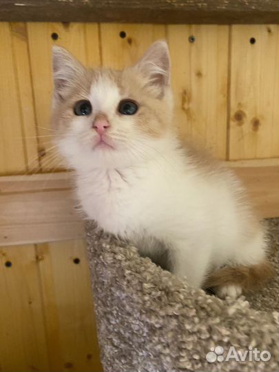 Кошечка в добрые руки