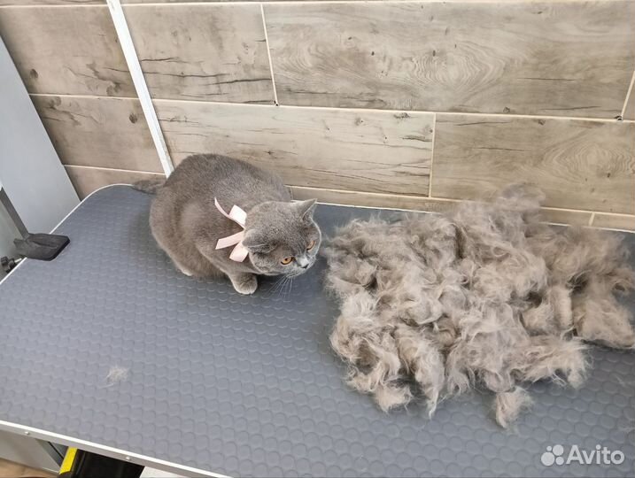 Стрижка кошек, полный уход Звездная, Пулково