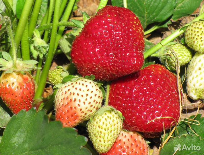 Клубника Вивальди