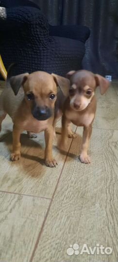 Той-терьер щенки