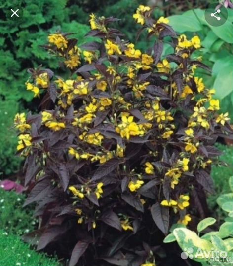 Вербейник точечный и краснолистный