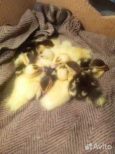 Утки муларды