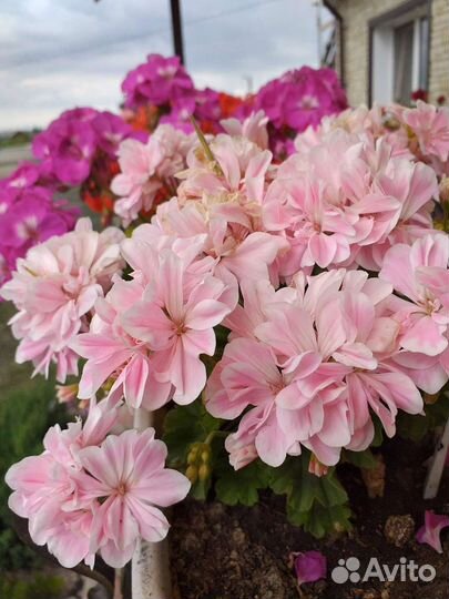 Пеларгония герань