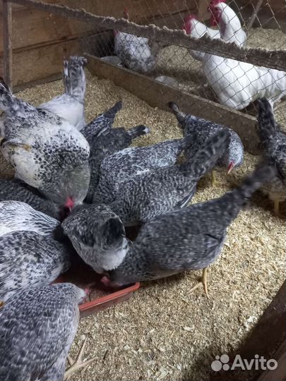 Яйцо Инкубационное борковская барвистая