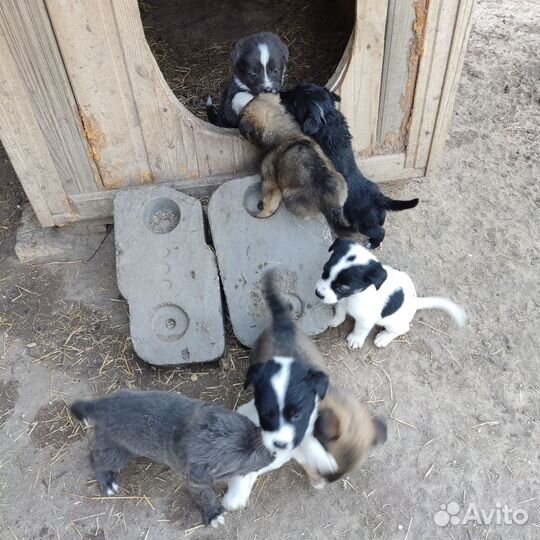 Отдам в добрые руки