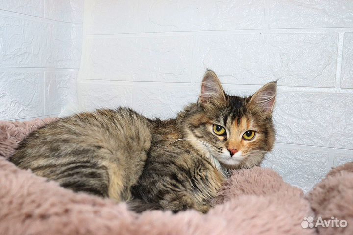 Трехцветки софа ищет дом