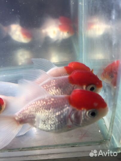 Рыбки разные