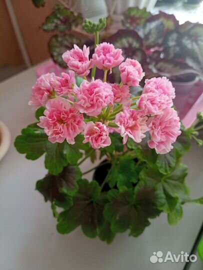 Пеларгония герань