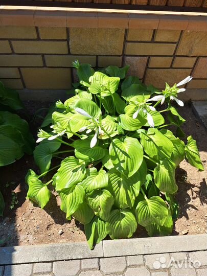 Хоста белая растение