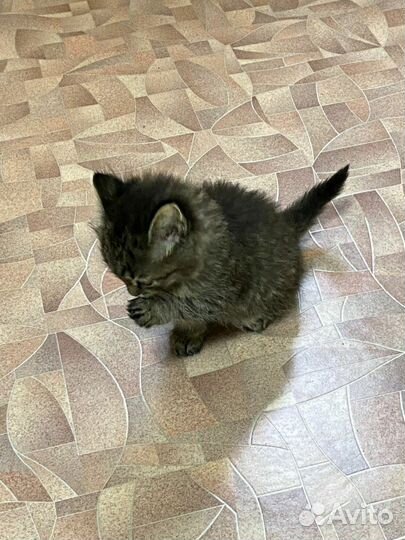 Кошечка в добрые руки