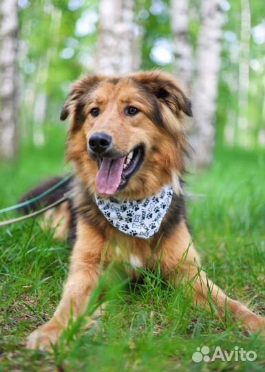 Собака в добрые руки