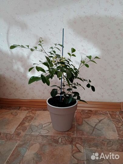 Мурайя взрослое растение