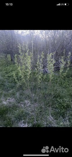 Саженцы декоративных растений