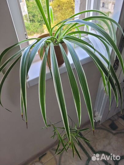 Цветы комнатные. Разные