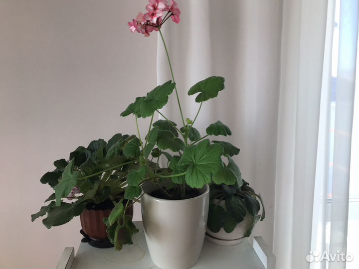 Герань пеларгония