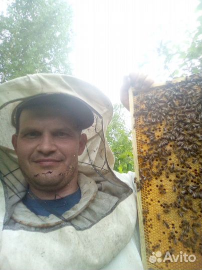 Пчелопакеты карника