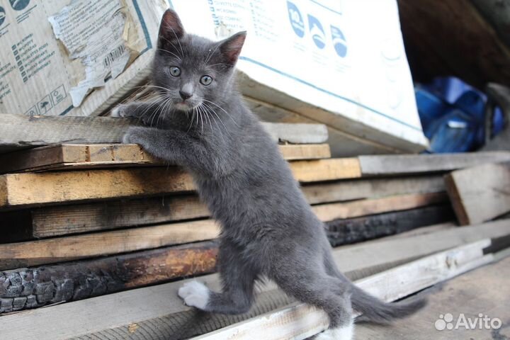 Котенок - кошка