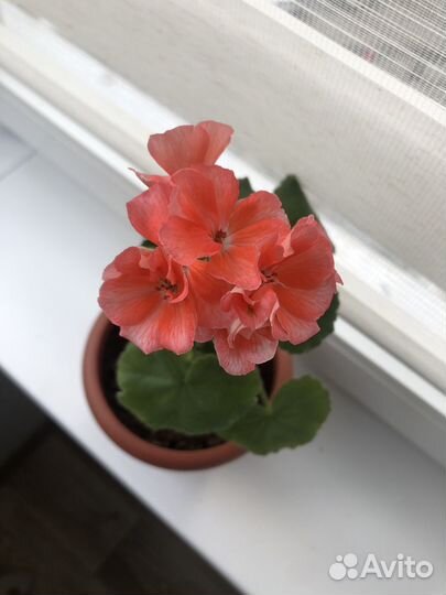 Герань пеларгония