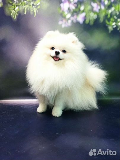 Померанский шпиц мини