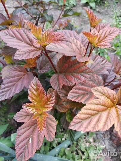 Декоративные кустарники, гейхеры