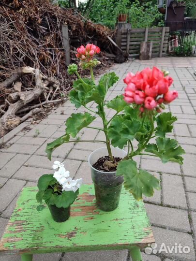 Пеларгония герань